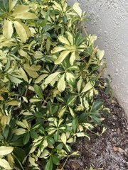 Heptapleurum arboricola