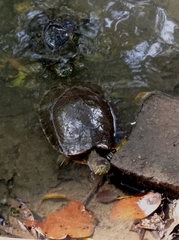 Trachemys grayi