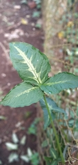 Syngonium podophyllum