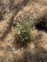 Ageratina glechonophylla