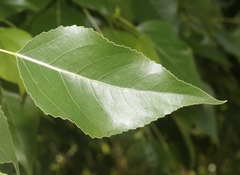 Populus × acuminata