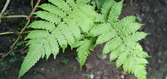 Macrothelypteris torresiana