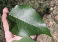 Populus × acuminata