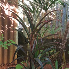 Cordyline