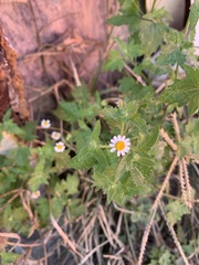 Perityle microglossa