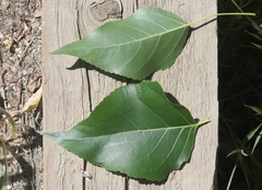 Populus × acuminata