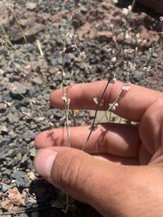 Eriogonum vimineum