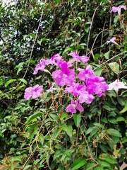 Bignonia