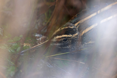 Lymnocryptes minimus