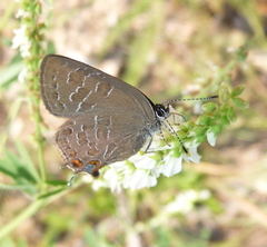 Satyrium liparops