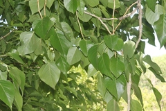 Populus × acuminata