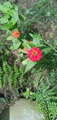 Zinnia peruviana