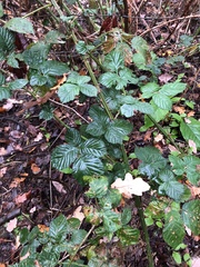 Rubus fruticosus