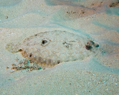 Leopard Flounder photo 2