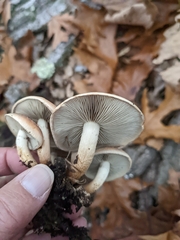 Hypholoma lateritium
