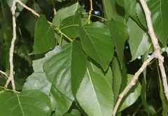 Populus × acuminata