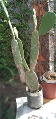 Opuntia cochenillifera