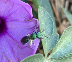 Pseudaugochlora graminea