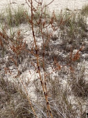 Polygonella macrophylla
