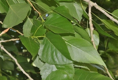 Populus × acuminata