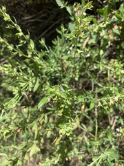 Teucrium bicolor