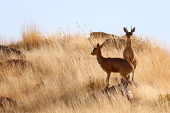 Oreotragus oreotragus