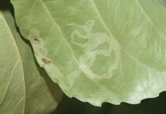 Populus × acuminata