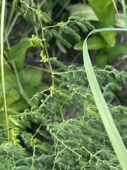 Asparagus racemosus