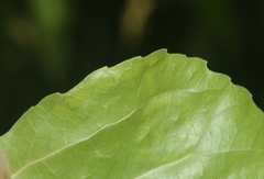 Populus × acuminata