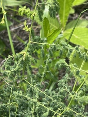 Asparagus racemosus