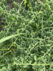 Asparagus racemosus