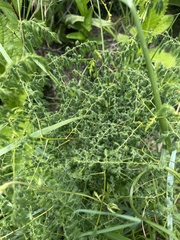 Asparagus racemosus