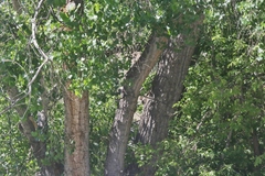 Populus × acuminata