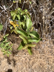 Cryptocarya alba