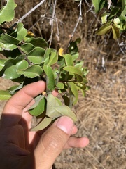 Cryptocarya alba