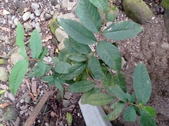 Psidium guajava