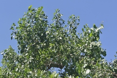 Populus × acuminata