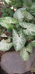 Syngonium
