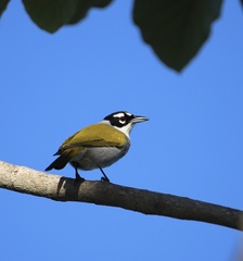 Phaenicophilus palmarum