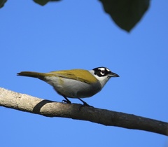 Phaenicophilus palmarum