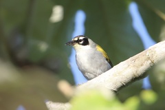 Phaenicophilus palmarum