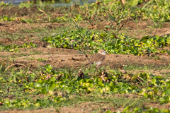 Charadrius marginatus