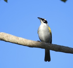 Phaenicophilus palmarum