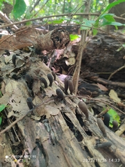 Xylaria longipes