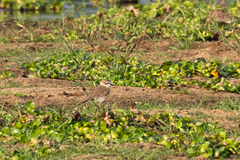 Charadrius marginatus