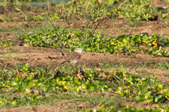 Charadrius marginatus