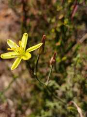 Albuca suaveolens