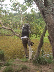 Eugenia uruguayensis