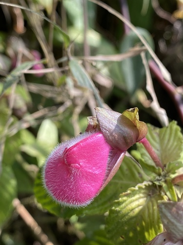 Gasteranthus ternatus