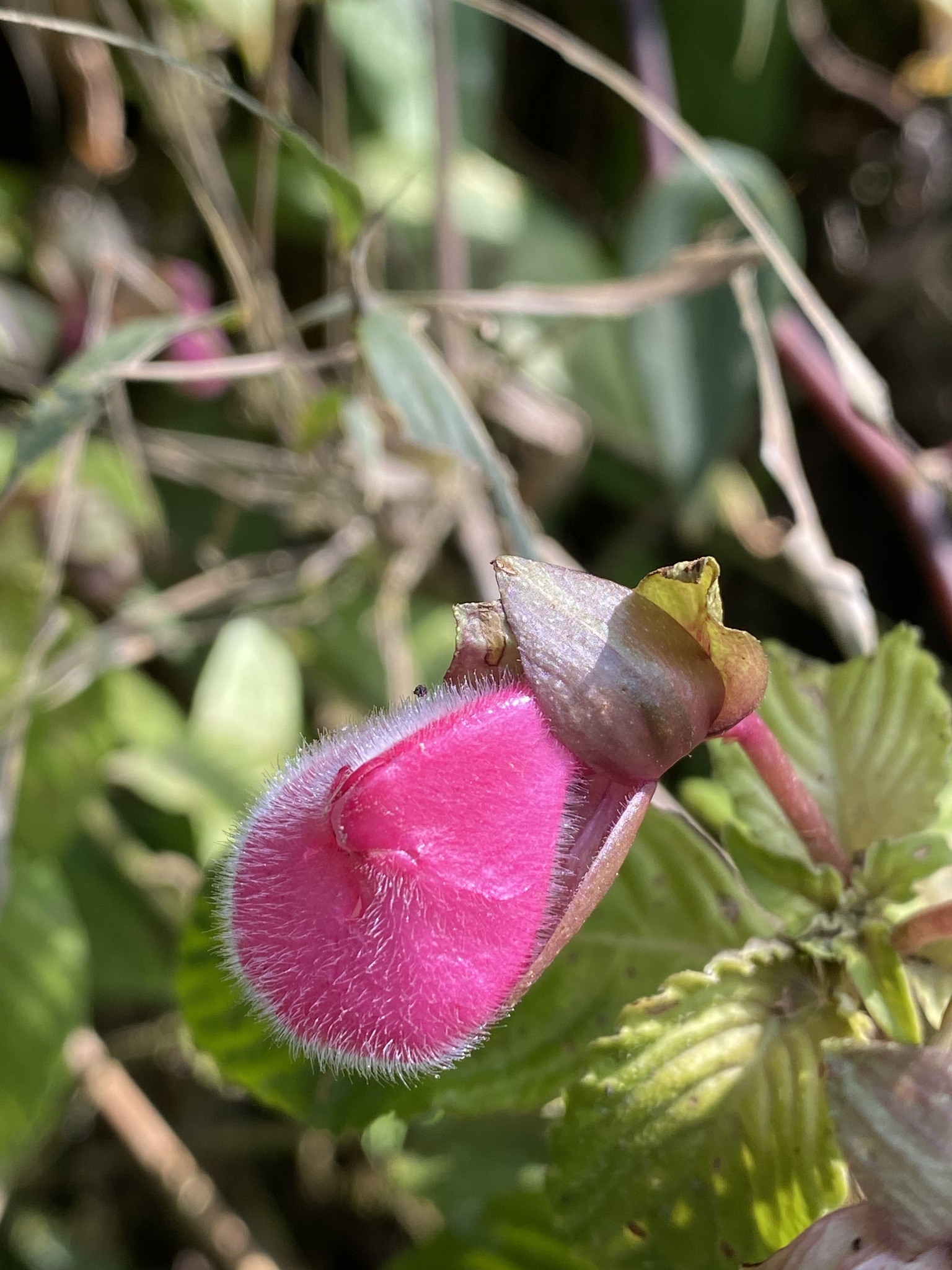 Gasteranthus ternatus